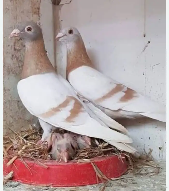 حمام زاجل او كريمي 1