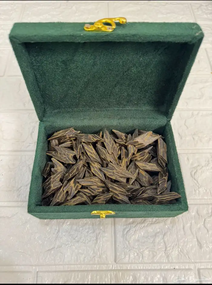 ثمن تايقر درجة اولى ب 180 1