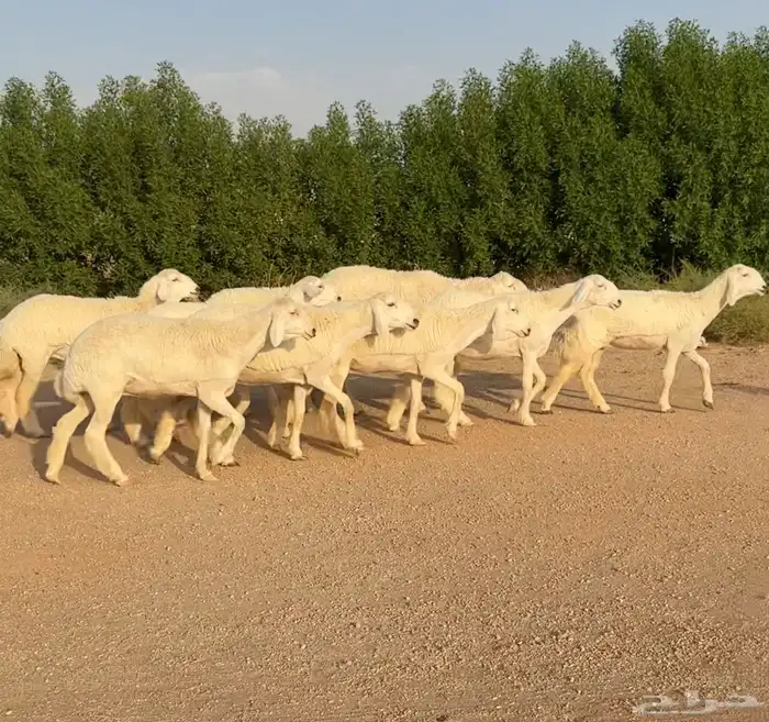 رخال حريات صنف الصنف نوادر 10 بالفحل رخال نوادر((تمم البيعع) 2