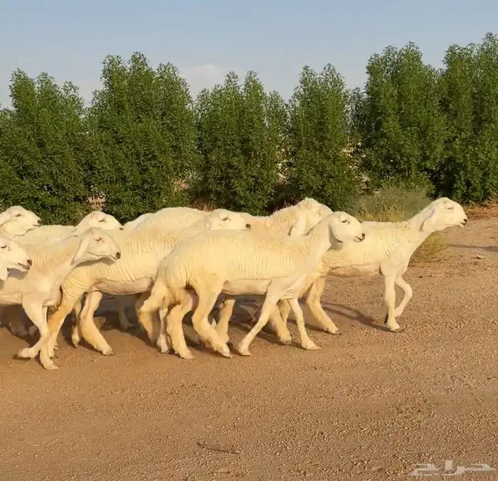 رخال حريات صنف الصنف نوادر 10 بالفحل رخال نوادر((تمم البيعع) 3