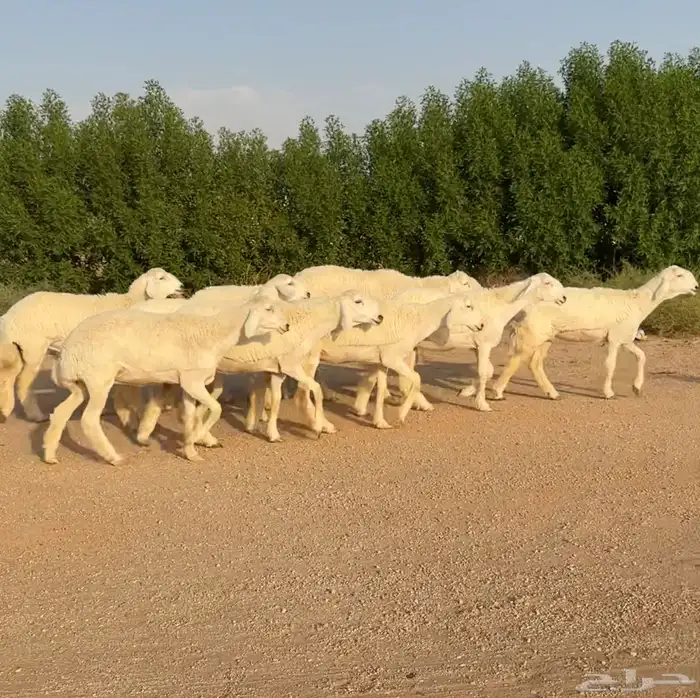 رخال حريات صنف الصنف نوادر 10 بالفحل رخال نوادر((تمم البيعع) 8
