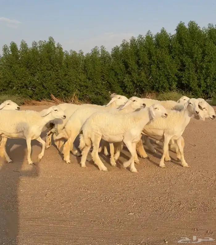 رخال حريات صنف الصنف نوادر 10 بالفحل رخال نوادر((تمم البيعع) 0