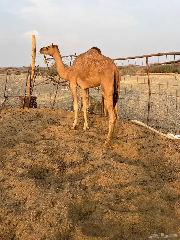 للبيع بكره لقيه 0