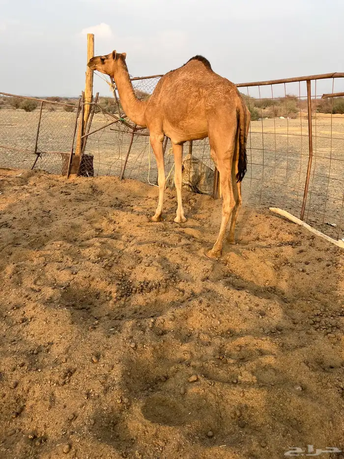 للبيع بكره لقيه 1