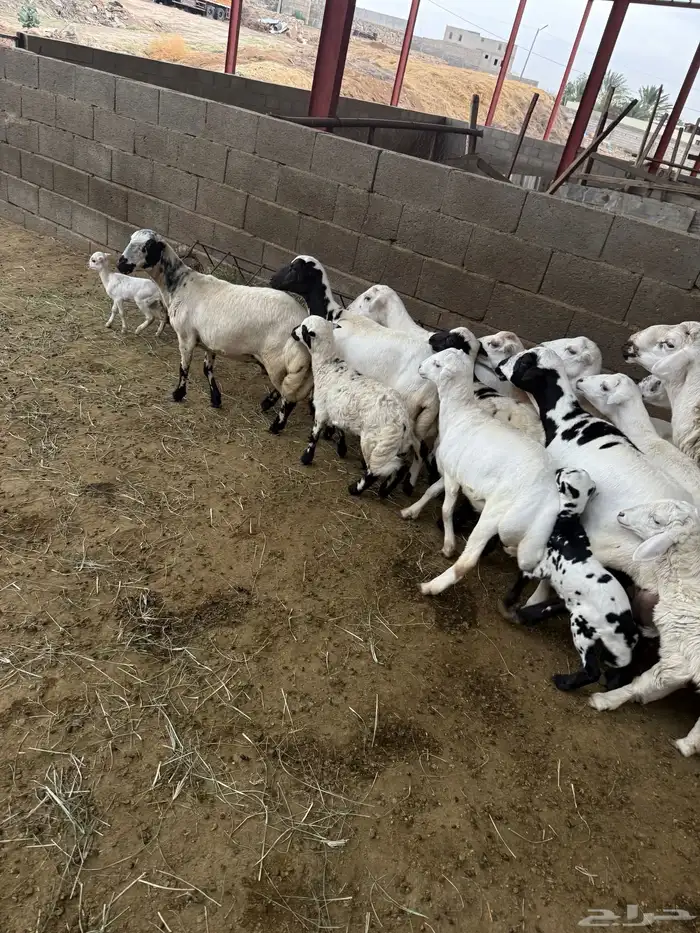 غنم مقاني صنف 2