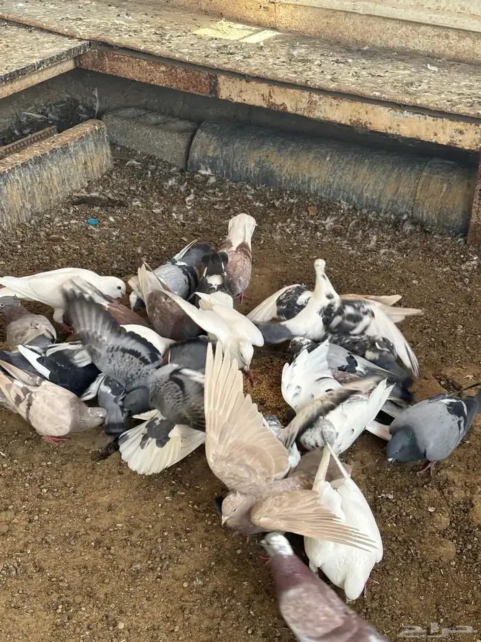 حمام منوع تغريبآ 26 طير 9