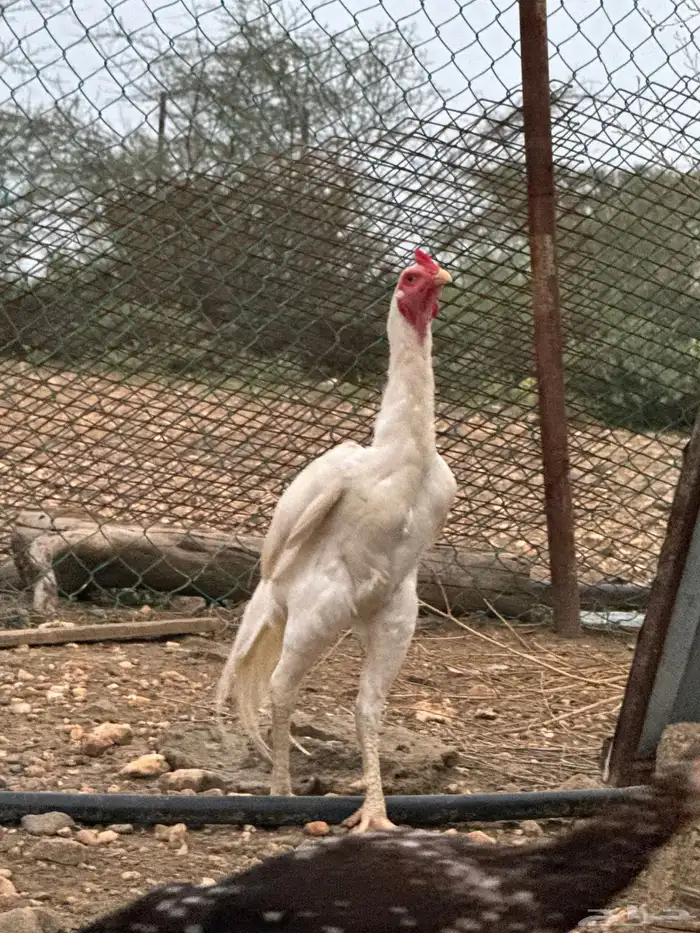 ديك سندي بيور 0