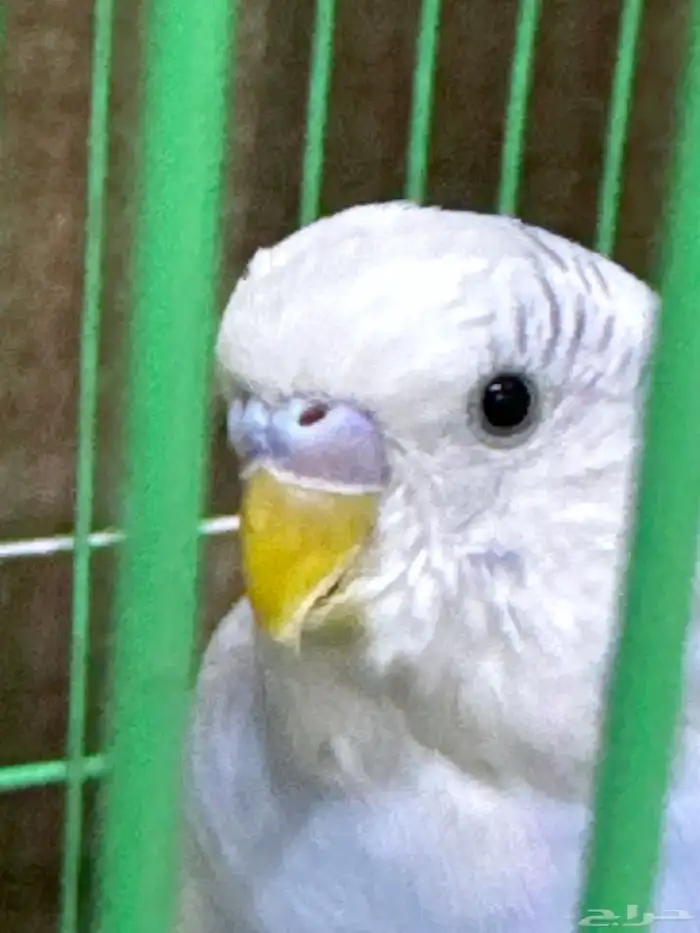 عصفور 1