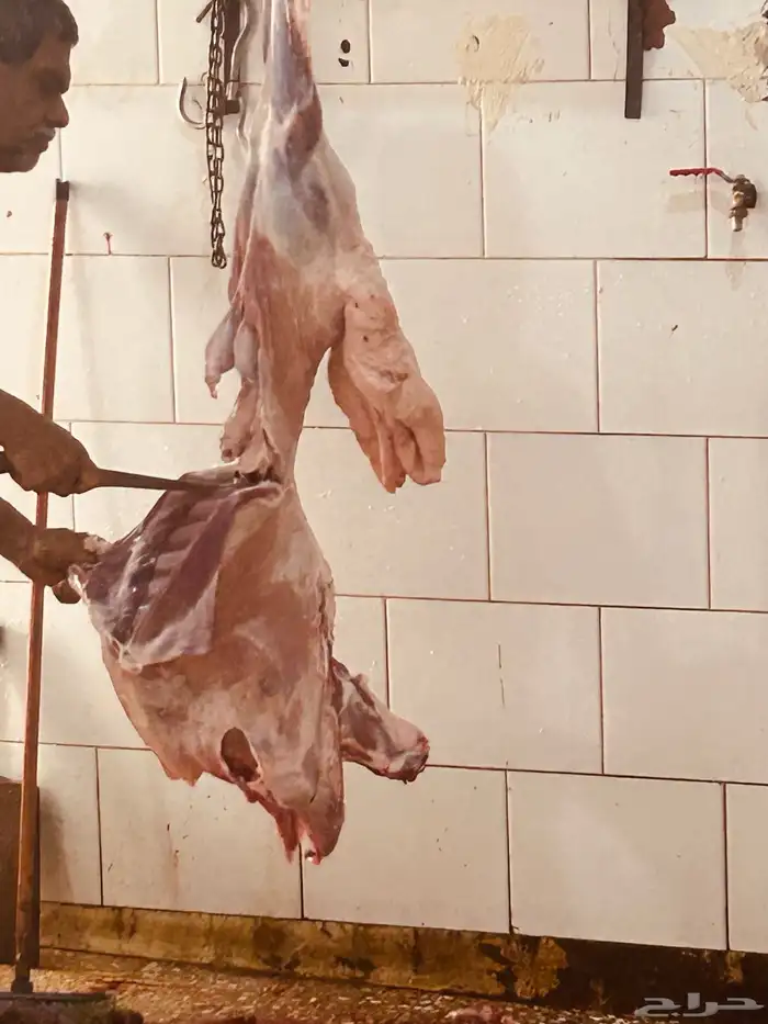 طليان 6