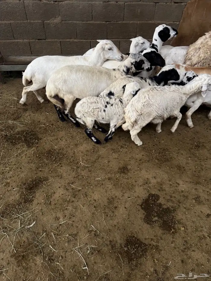 غنم مقاني صنف 3