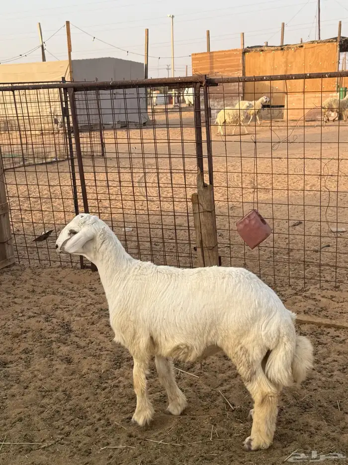 هرفي لباني زبدة 0