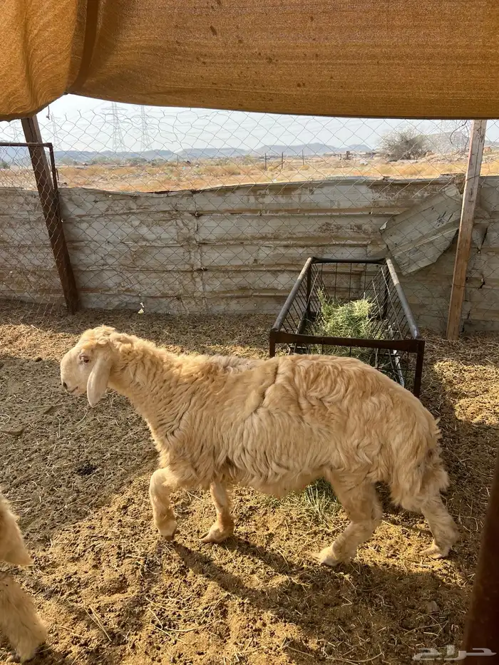 طليان ((تم البيع)) 3