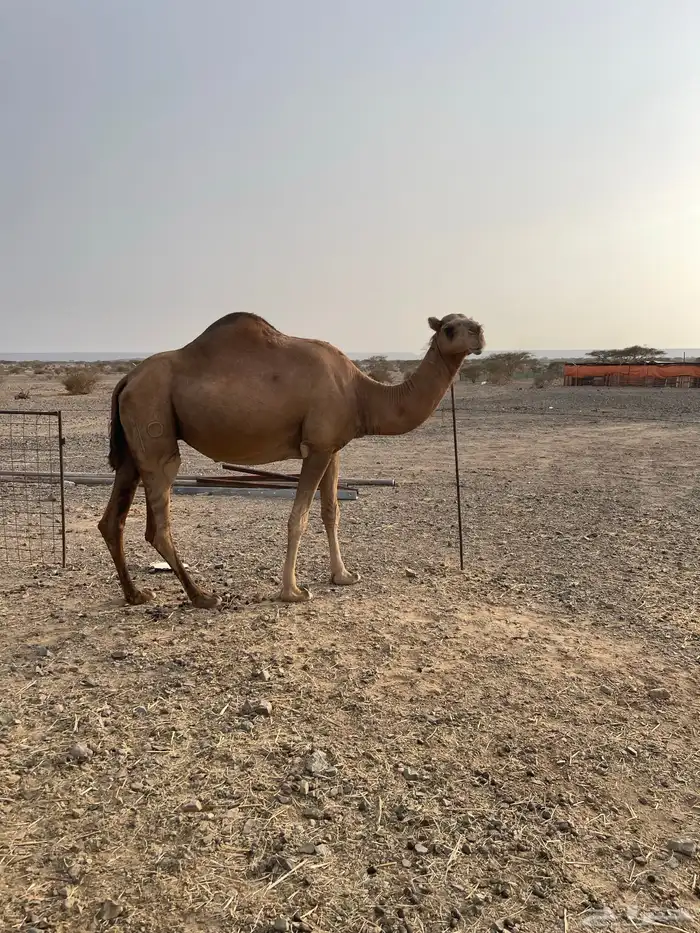 اربع نياق ومعها بكره النياق الله العالم انها لقح 4