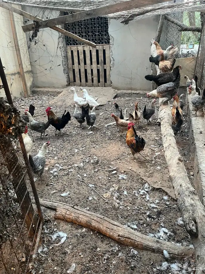 دجاج 3