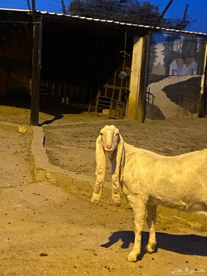 زوج ماعز هولندي مهجن 7سلالات نادر 1