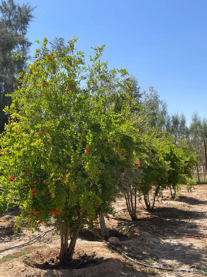 مزرعه للايجار 0