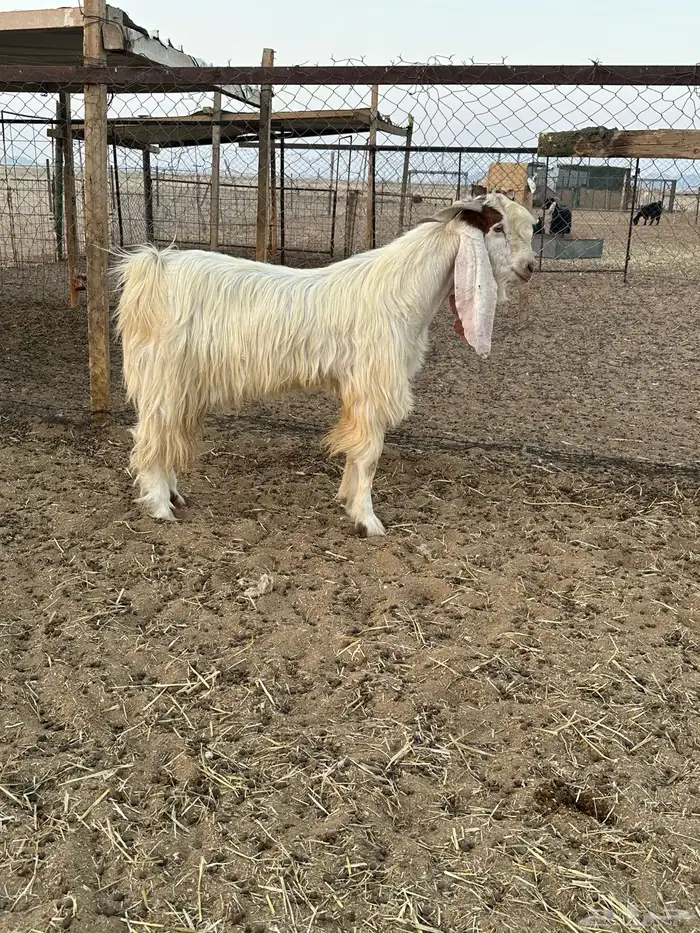 تيس فحل ابيض 2