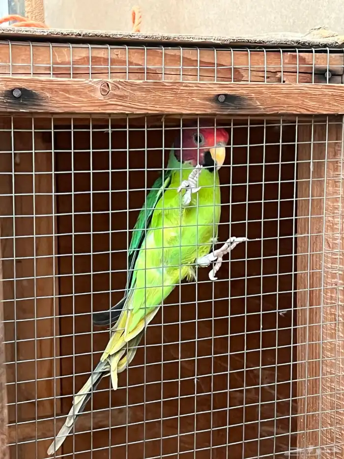 ببغاء بالم هد 1