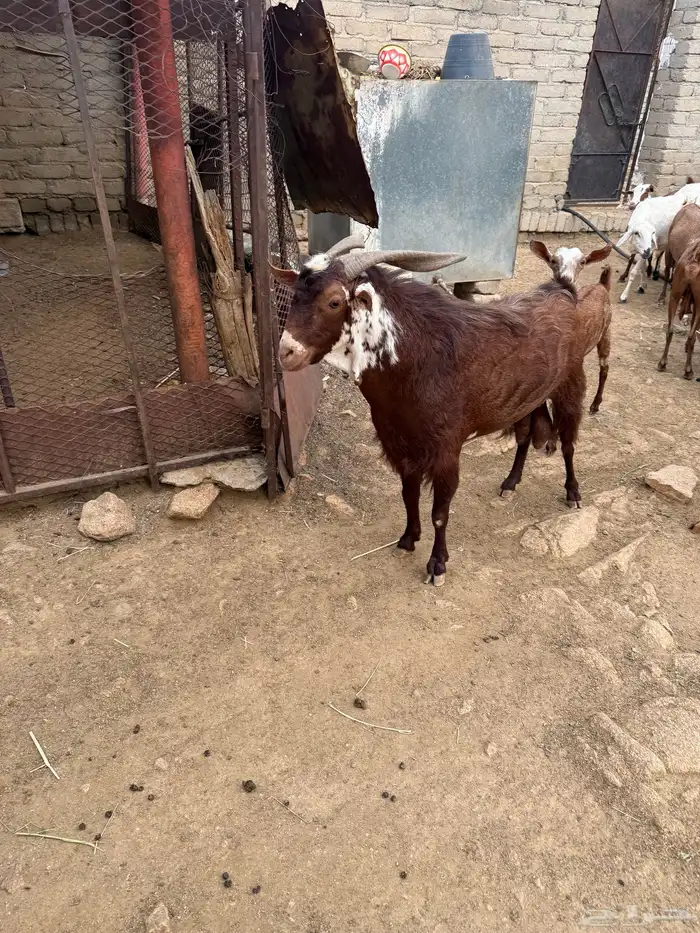 تيس فحل احمر 0
