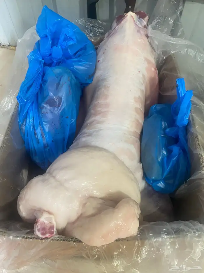ذبايح وعقايق للبيع مع خدمة الذبح والتوصيل 5
