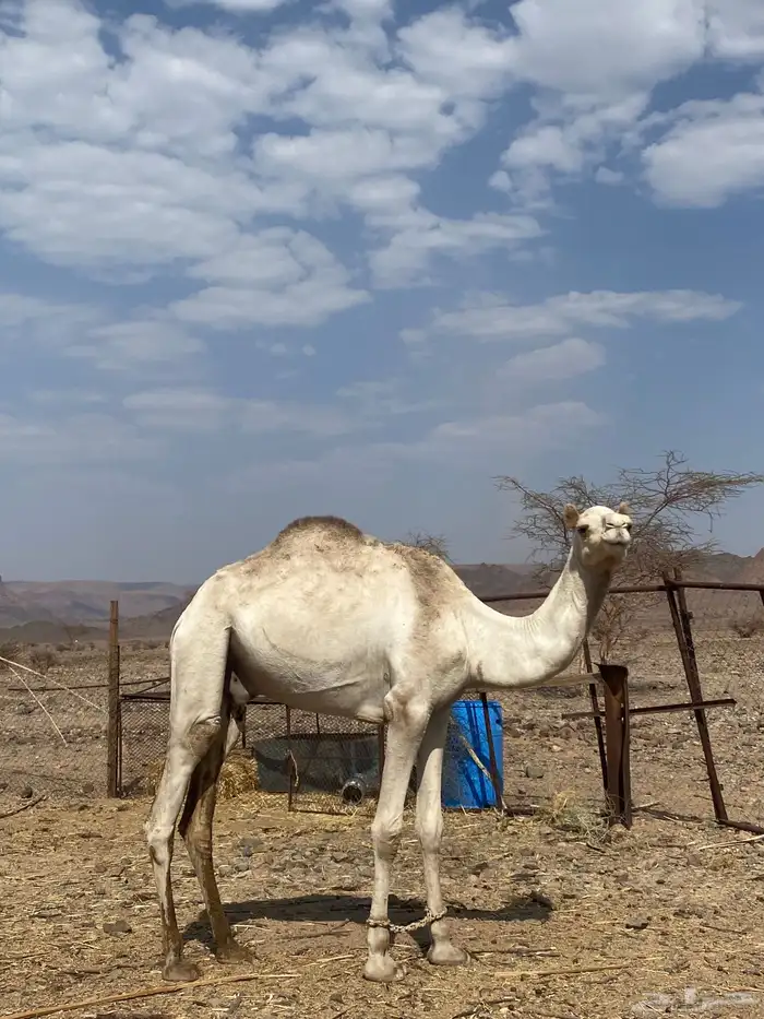 قعود حر 1
