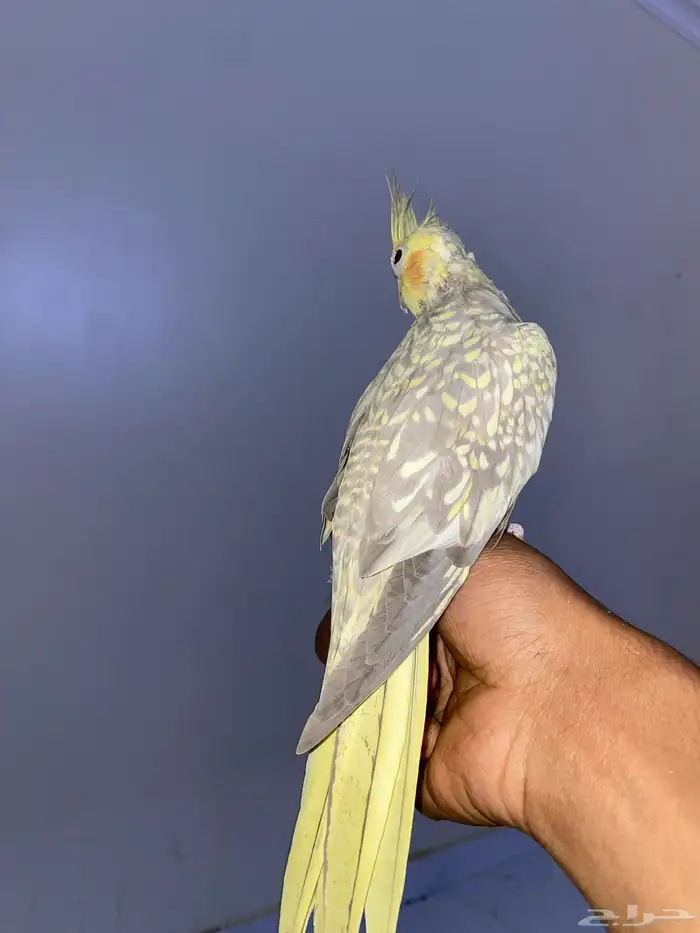 جوز كروان 4