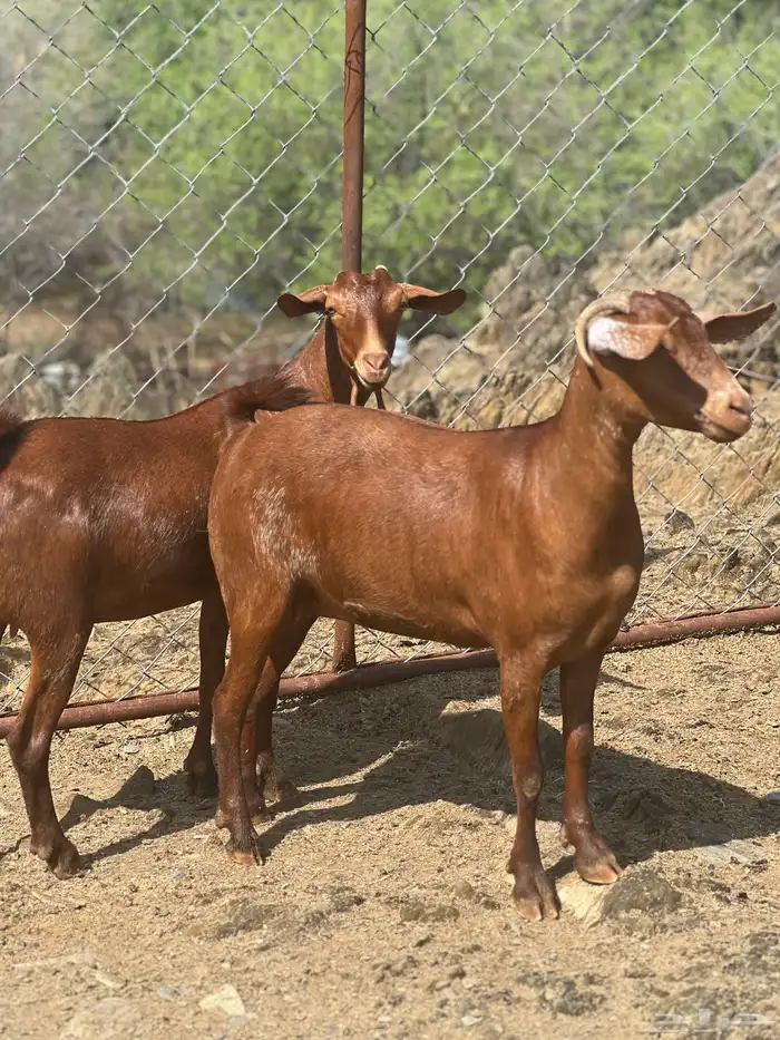 تأسيس مراح جفار دهم مع الفحل 0