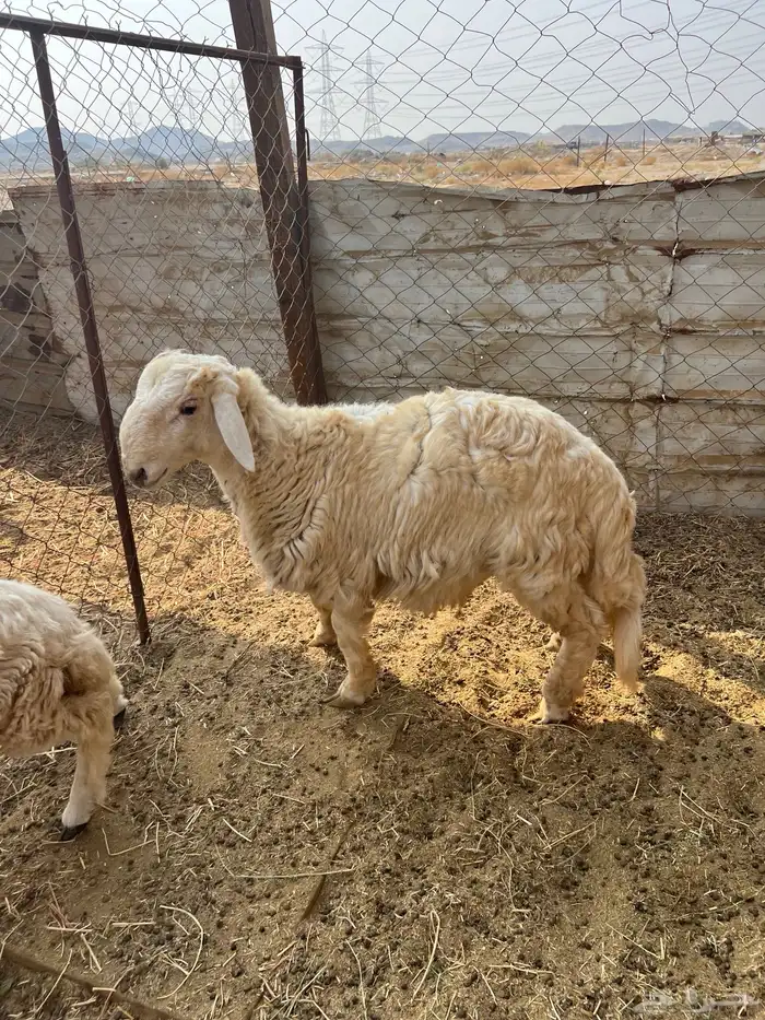 طليان ((تم البيع)) 2