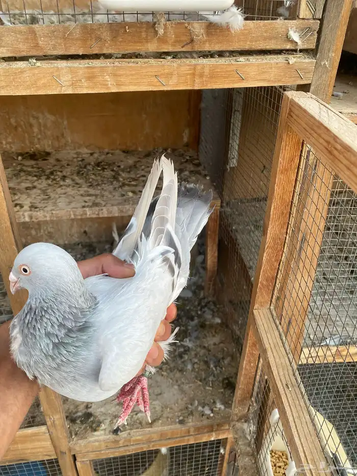 انثى دنش 1