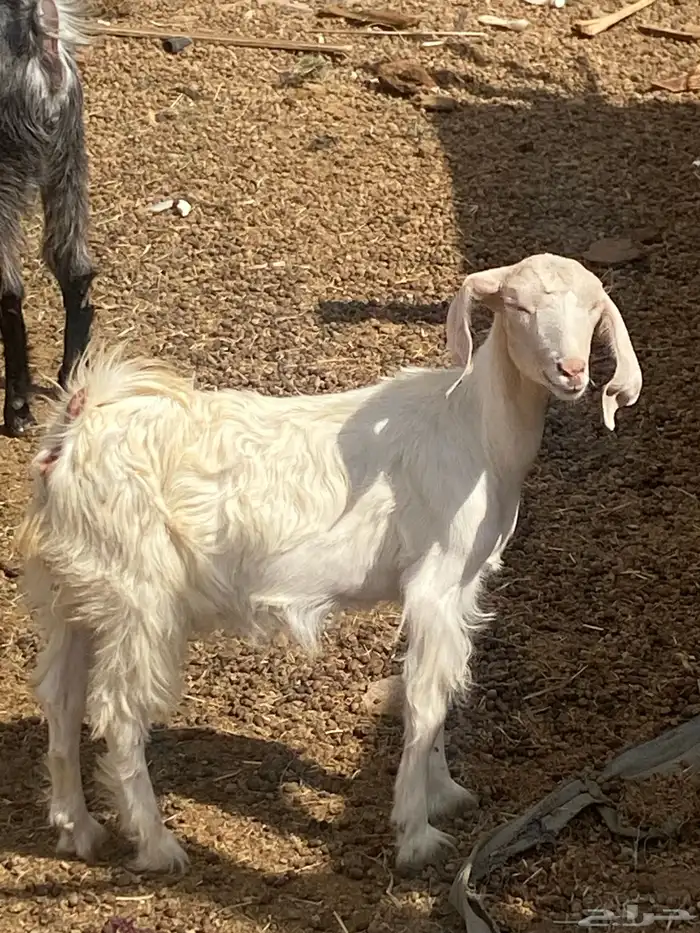 عناق صغيره صحتها شرط 1