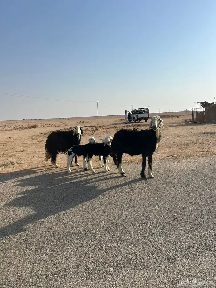 للبيع شياه نجد ولد 3