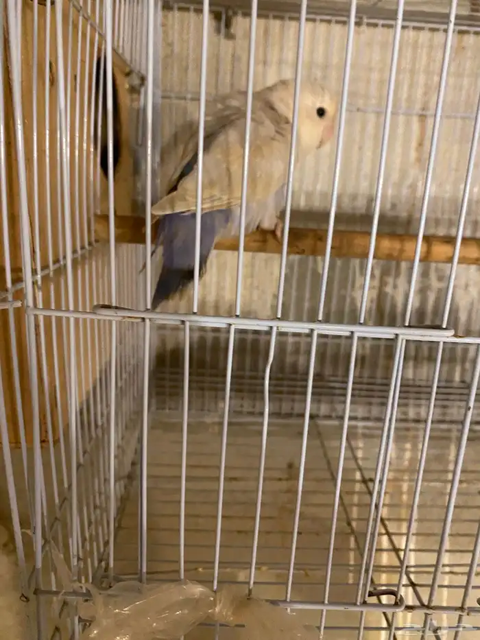 زوج روز منتج للبيع تم تم البيع 2