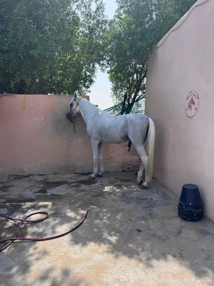 حصان شعبي 7