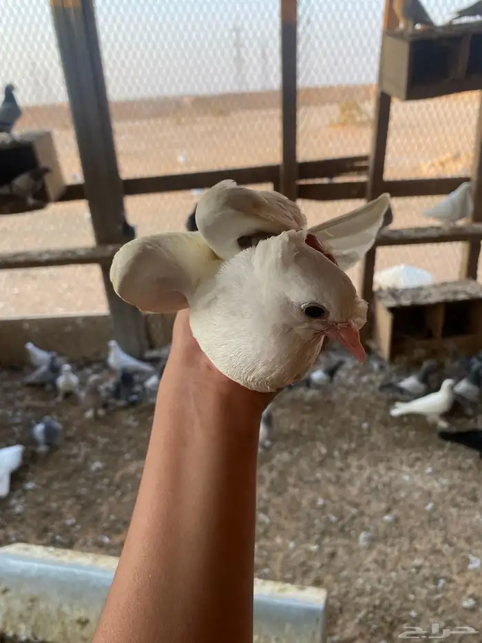 السلام عليكم. يوجد لي طبات اخوان بيض عمره شهر وصحه ممتازه 1