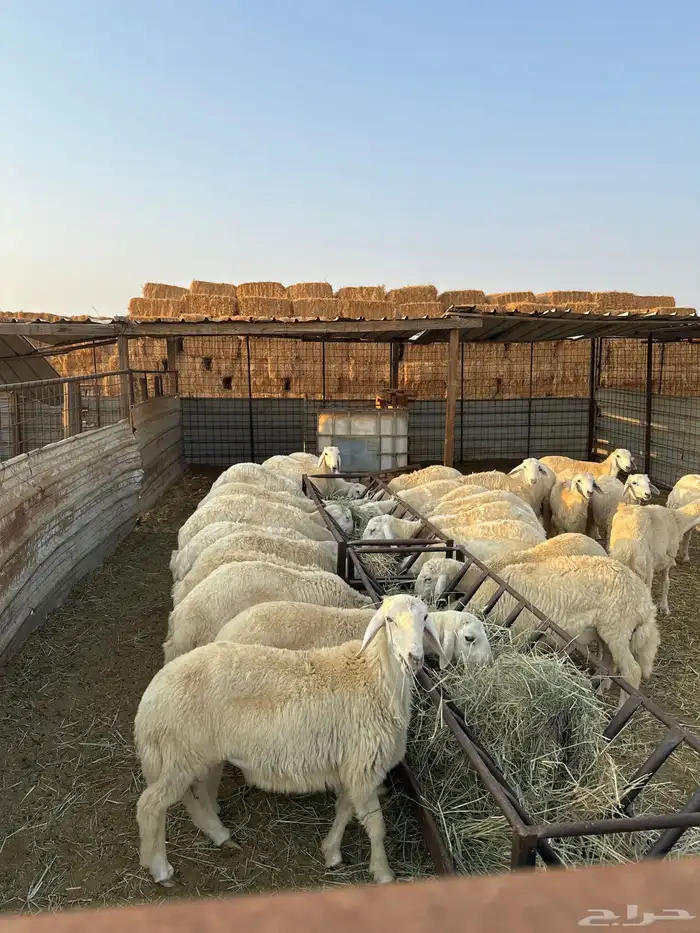 طليان ورخال حريه 4
