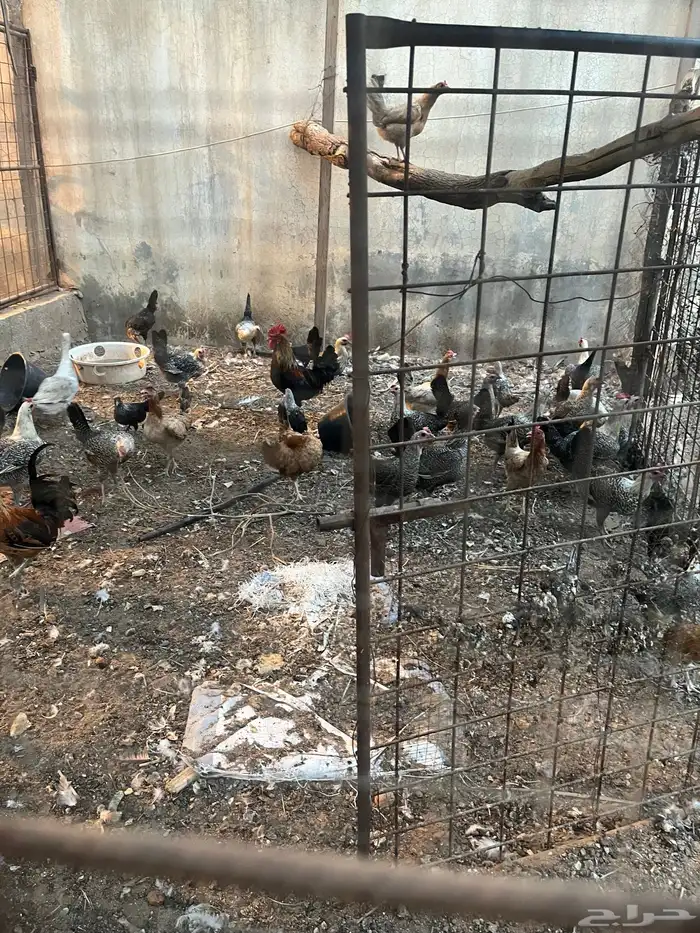 دجاج 1