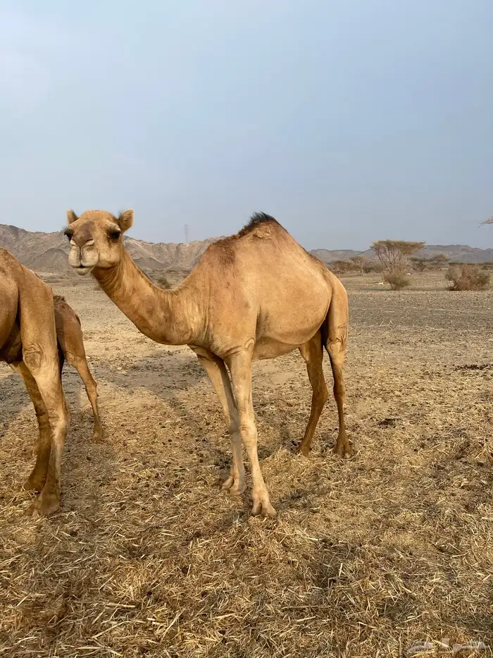 اربع نياق ومعها بكره النياق الله العالم انها لقح 1