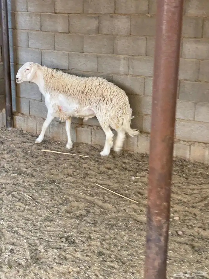 طلي فحل حري حرش 3