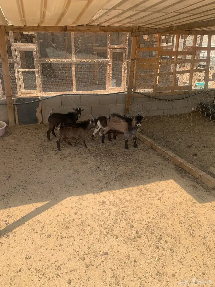 للبيع أربع تيوس قدامي 0