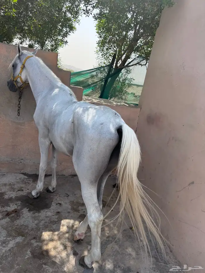 حصان شعبي 8