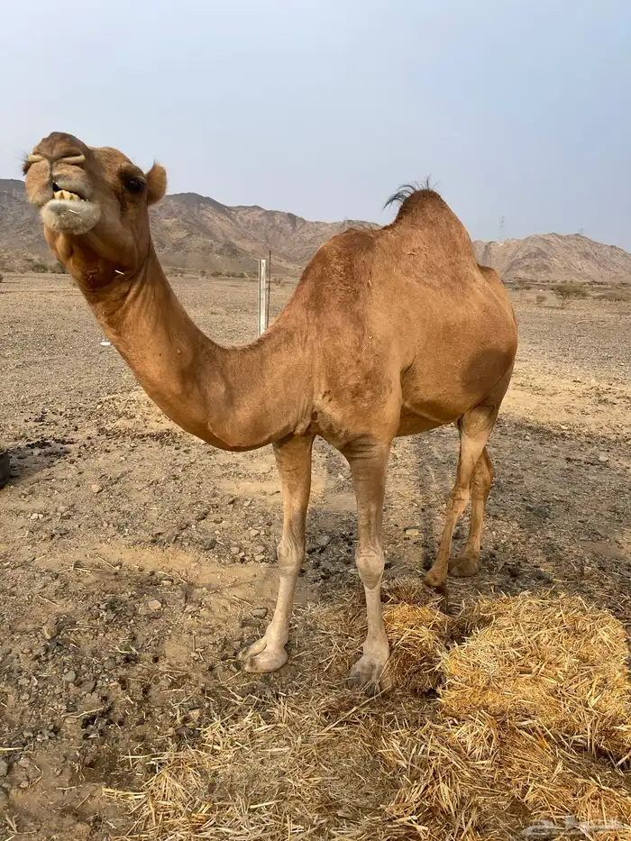 اربع نياق ومعها بكره النياق الله العالم انها لقح 2