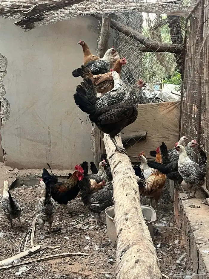 دجاج 2