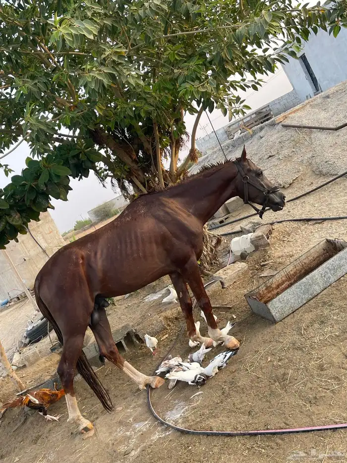خيل 0