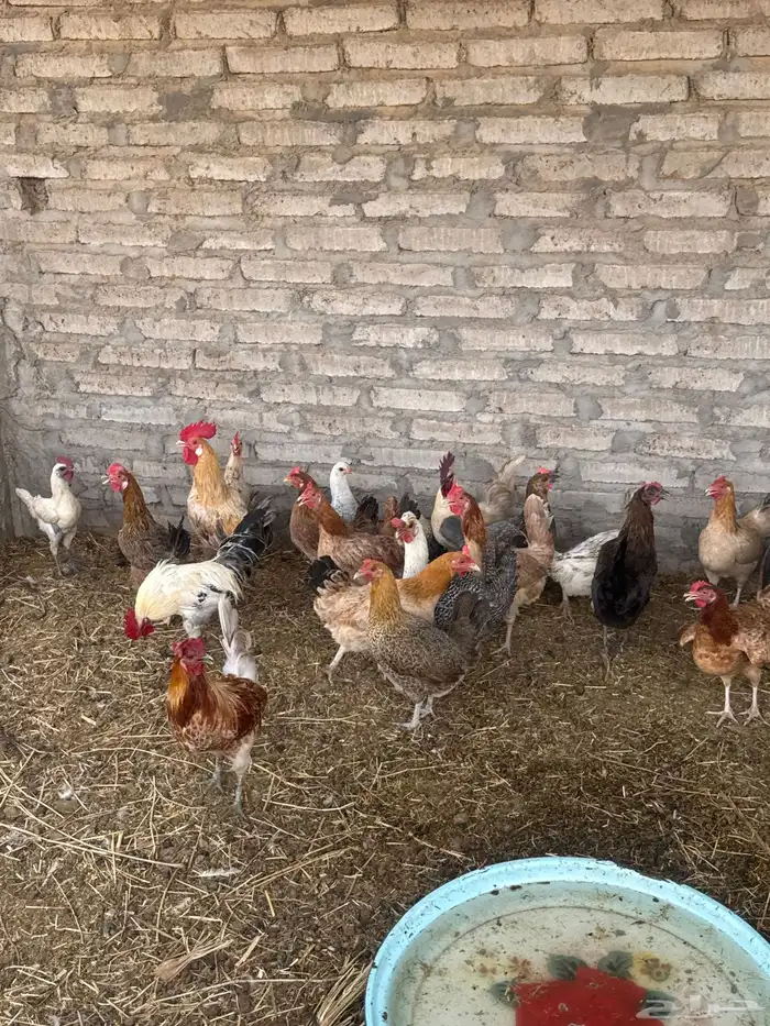 دجاج بلدي وفيومي 3