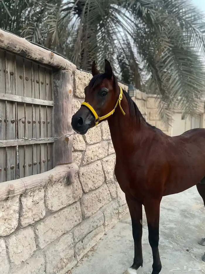 حصان واهو ولد كنز البداير 0