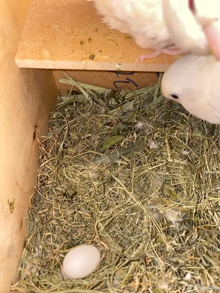 زوج روز منتج للبيع تم تم البيع 0