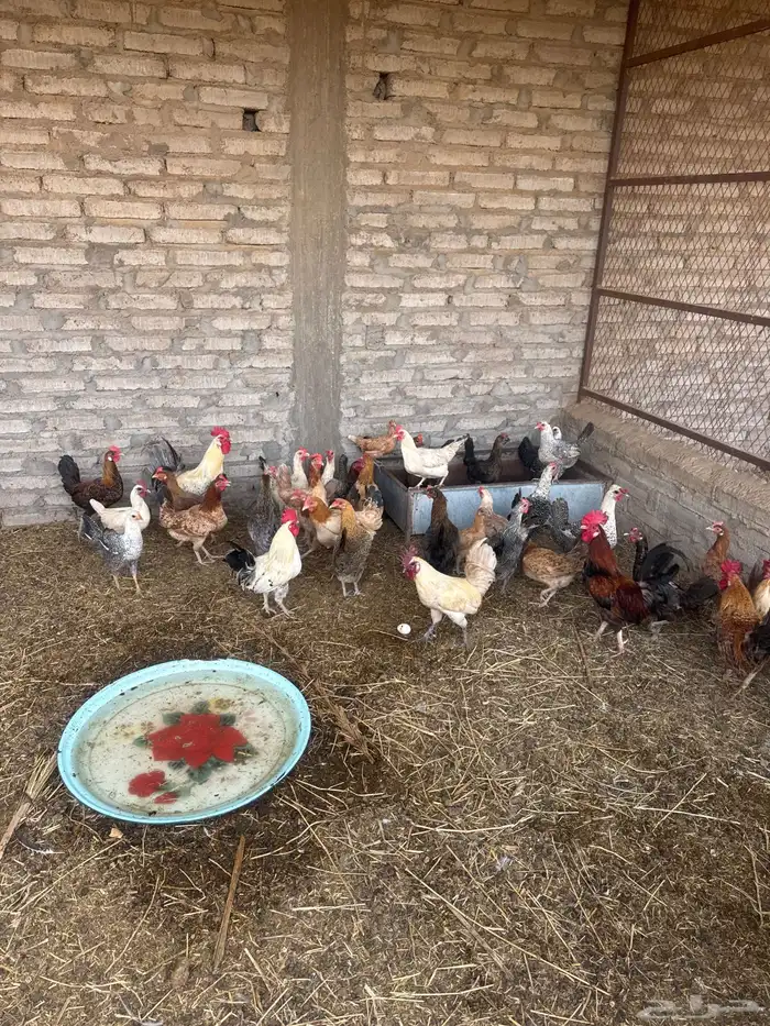 دجاج بلدي وفيومي 0