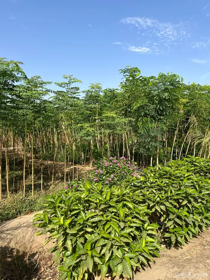 توريد جميع شتلات الظل والزينة نيم لبخ اكاسيا بونسيانا 11