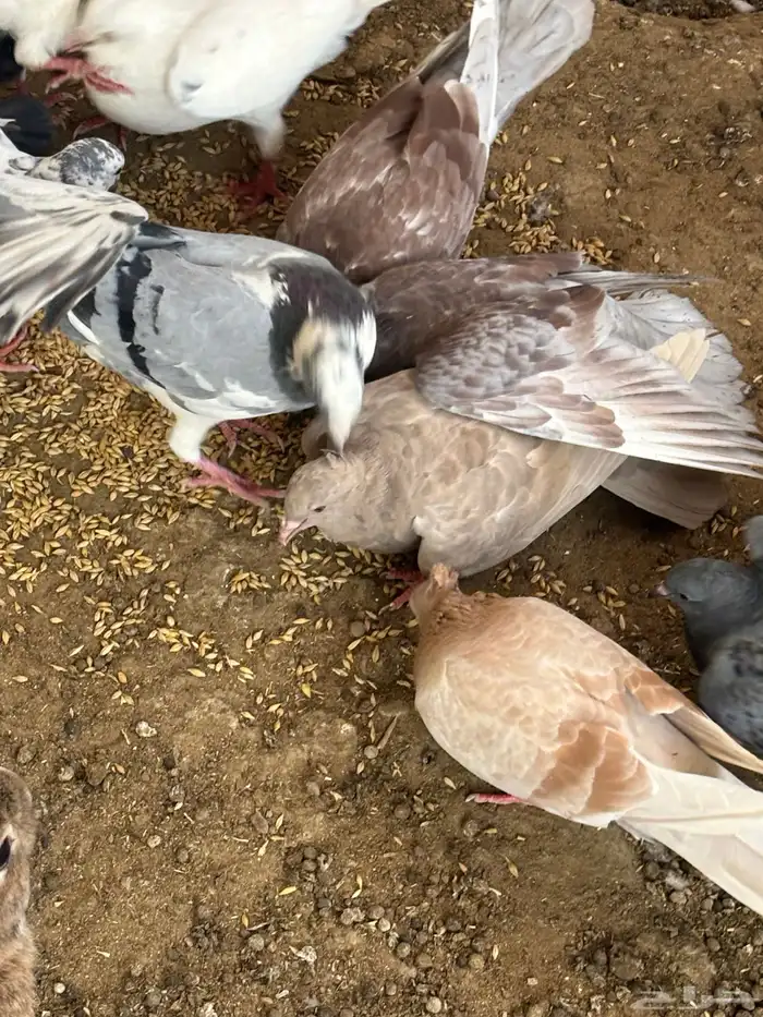 حمام منوع تغريبآ 26 طير 8