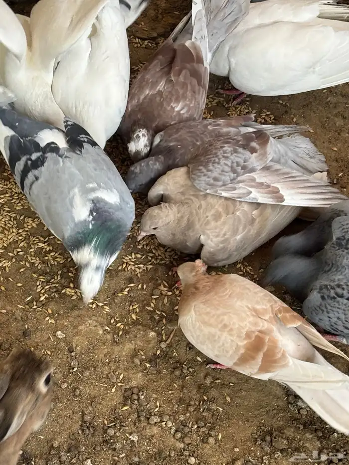 حمام منوع تغريبآ 26 طير 7